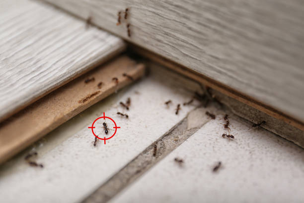 Trusted Oakdale, PA Pest Control Experts
